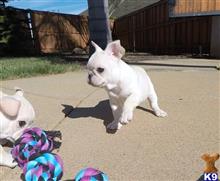 french bulldog puppy posted by PuppyAvenue