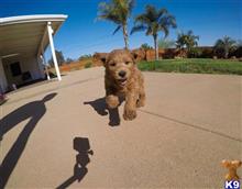 goldendoodles puppy posted by PuppyAvenue