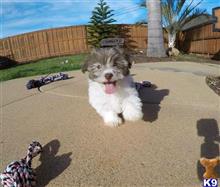 mixed breed puppy posted by PuppyAvenue