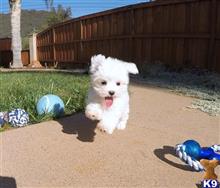 maltese puppy posted by PuppyAvenue