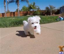 maltese puppy posted by PuppyAvenue