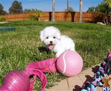 maltese puppy posted by PuppyAvenue