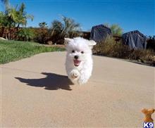 maltese puppy posted by PuppyAvenue