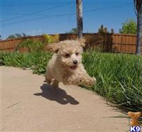 maltese puppy posted by PuppyAvenue