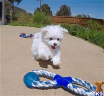 maltese puppy posted by PuppyAvenue