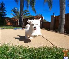 maltese puppy posted by PuppyAvenue