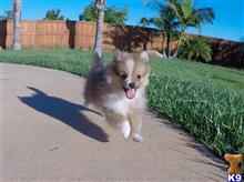 pomeranian puppy posted by PuppyAvenue