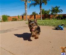 yorkshire terrier puppy posted by PuppyAvenue