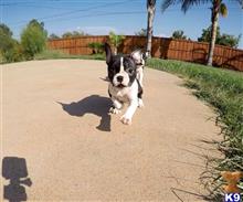 mixed breed puppy posted by PuppyAvenue