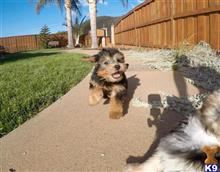 mixed breed puppy posted by PuppyAvenue