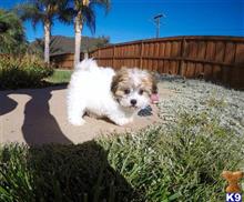 mixed breed puppy posted by PuppyAvenue