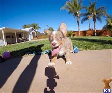 mixed breed puppy posted by PuppyAvenue