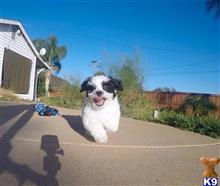 shih tzu puppy posted by PuppyAvenue