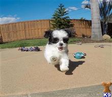 mixed breed puppy posted by PuppyAvenue
