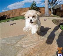 mixed breed puppy posted by PuppyAvenue