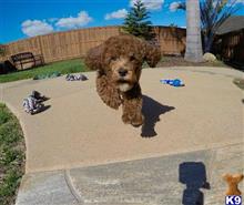 mixed breed puppy posted by PuppyAvenue