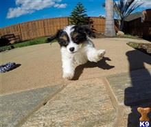 mixed breed puppy posted by PuppyAvenue