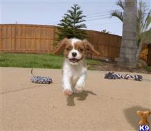 mixed breed puppy posted by PuppyAvenue