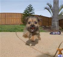 mixed breed puppy posted by PuppyAvenue