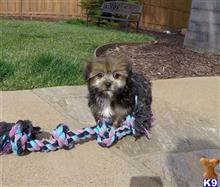 mixed breed puppy posted by PuppyAvenue