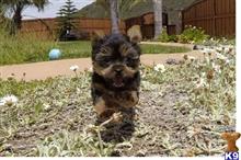 yorkshire terrier puppy posted by PuppyAvenue