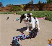 mixed breed puppy posted by PuppyAvenue