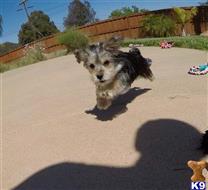 mixed breed puppy posted by PuppyAvenue