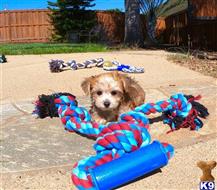 mixed breed puppy posted by PuppyAvenue