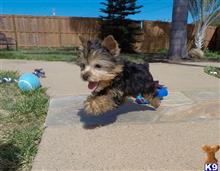 mixed breed puppy posted by PuppyAvenue
