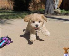 mixed breed puppy posted by PuppyAvenue