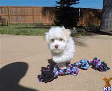 mixed breed puppy posted by PuppyAvenue