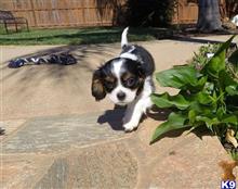 mixed breed puppy posted by PuppyAvenue