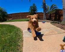 mixed breed puppy posted by PuppyAvenue