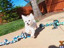 mixed breed puppy posted by PuppyAvenue