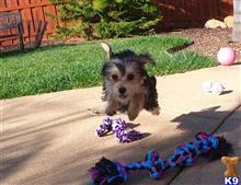 mixed breed puppy posted by PuppyAvenue