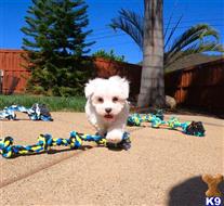 mixed breed puppy posted by PuppyAvenue