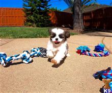 mixed breed puppy posted by PuppyAvenue