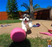 mixed breed puppy posted by PuppyAvenue