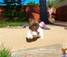 mixed breed puppy posted by PuppyAvenue