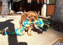 mixed breed puppy posted by PuppyAvenue