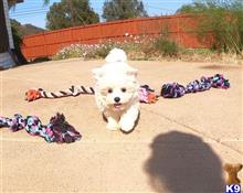 mixed breed puppy posted by PuppyAvenue