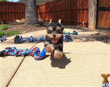 mixed breed puppy posted by PuppyAvenue