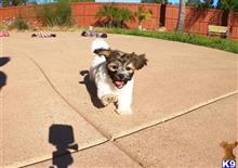 mixed breed puppy posted by PuppyAvenue