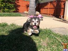 mixed breed puppy posted by PuppyAvenue