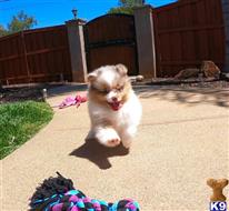 mixed breed puppy posted by PuppyAvenue