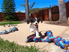 mixed breed puppy posted by PuppyAvenue