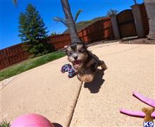 mixed breed puppy posted by PuppyAvenue