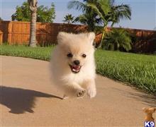 pomeranian puppy posted by PuppyAvenue