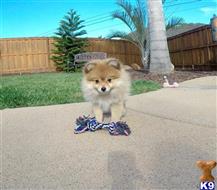 pomeranian puppy posted by PuppyAvenue