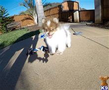 pomeranian puppy posted by PuppyAvenue